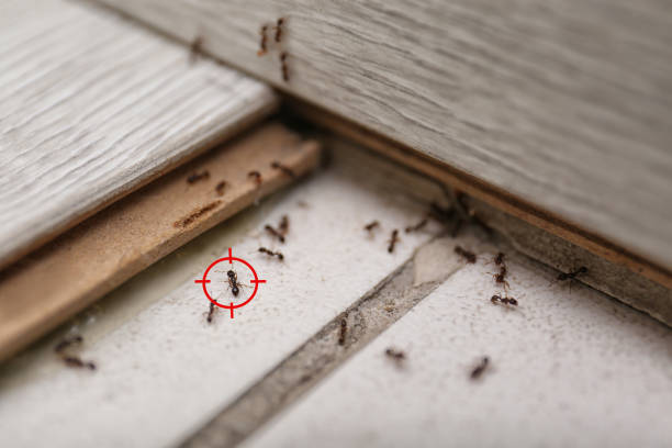 Best Termite Control Services  in East Riverdale, MD